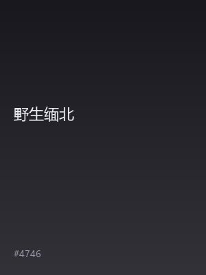 野生缅北